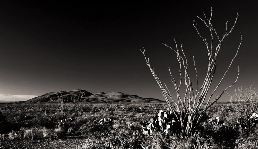 'Octollio and Mountains at Sunrise' - 1996 | Big Bend National Park | 4x5 
