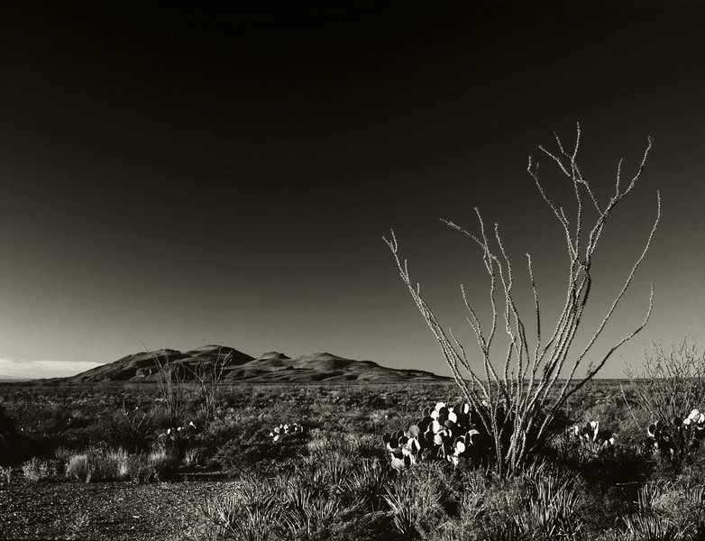 'Ocotollio Cactus and Mountains' - 1996 | Big Bend National Park, USA