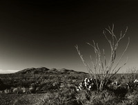 ©2020 Charles Davis Smith, LLC (All Images Copyright Protected)