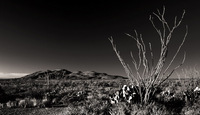 ©2020 Charles Davis Smith, LLC (All Images Copyright Protected)