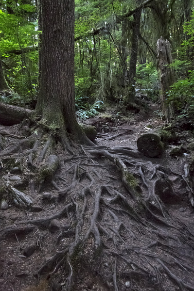 Quinault National Forest - 2012