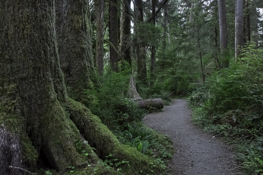 Quinault National Forest - 2012