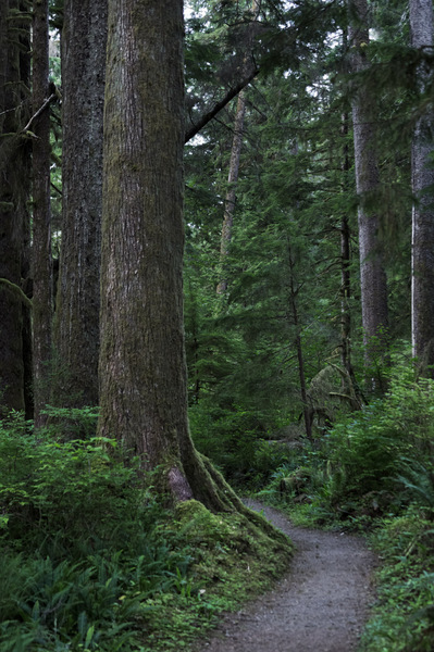 Quinault National Forest - 2012