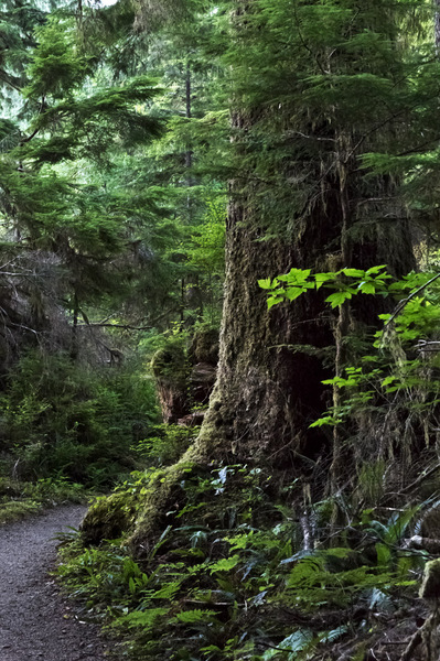 Quinault National Forest - 2012