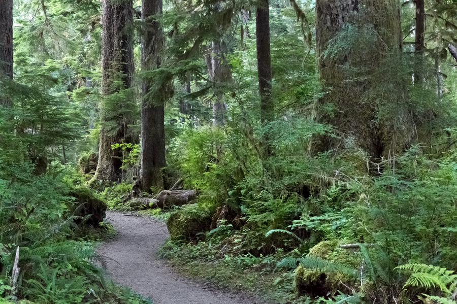 Quinault National Forest - 2012
