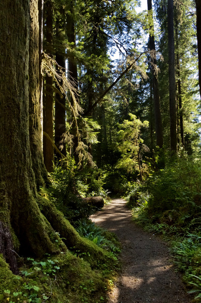 Quinault National Forest - 2012