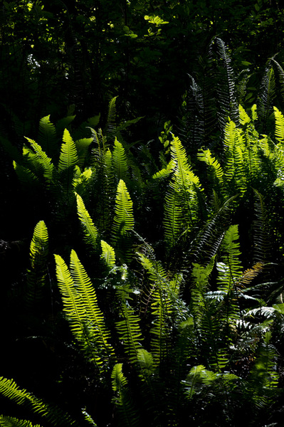 Quinault National Forest - 2012